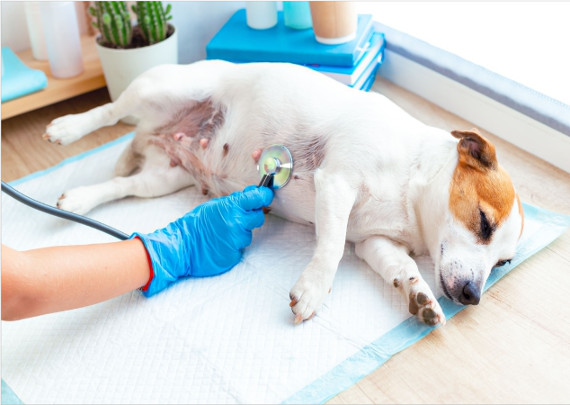 consulta clinica veterinaria 