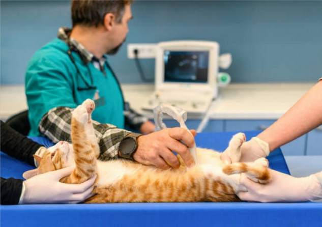 Cirurgia clinica veterinaria 